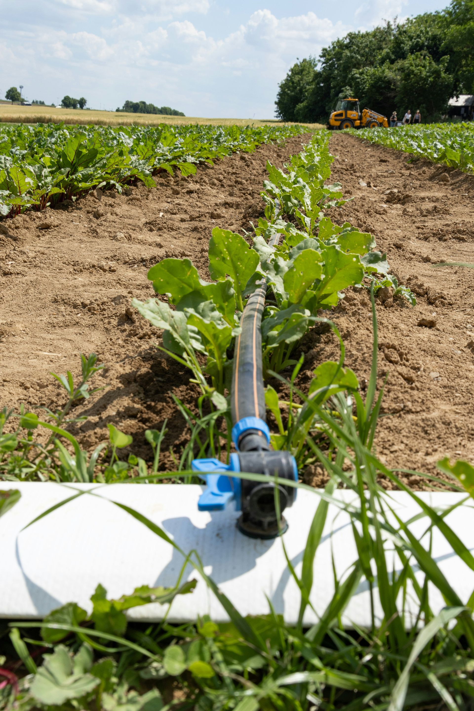 A pipe laying in the middle of a field